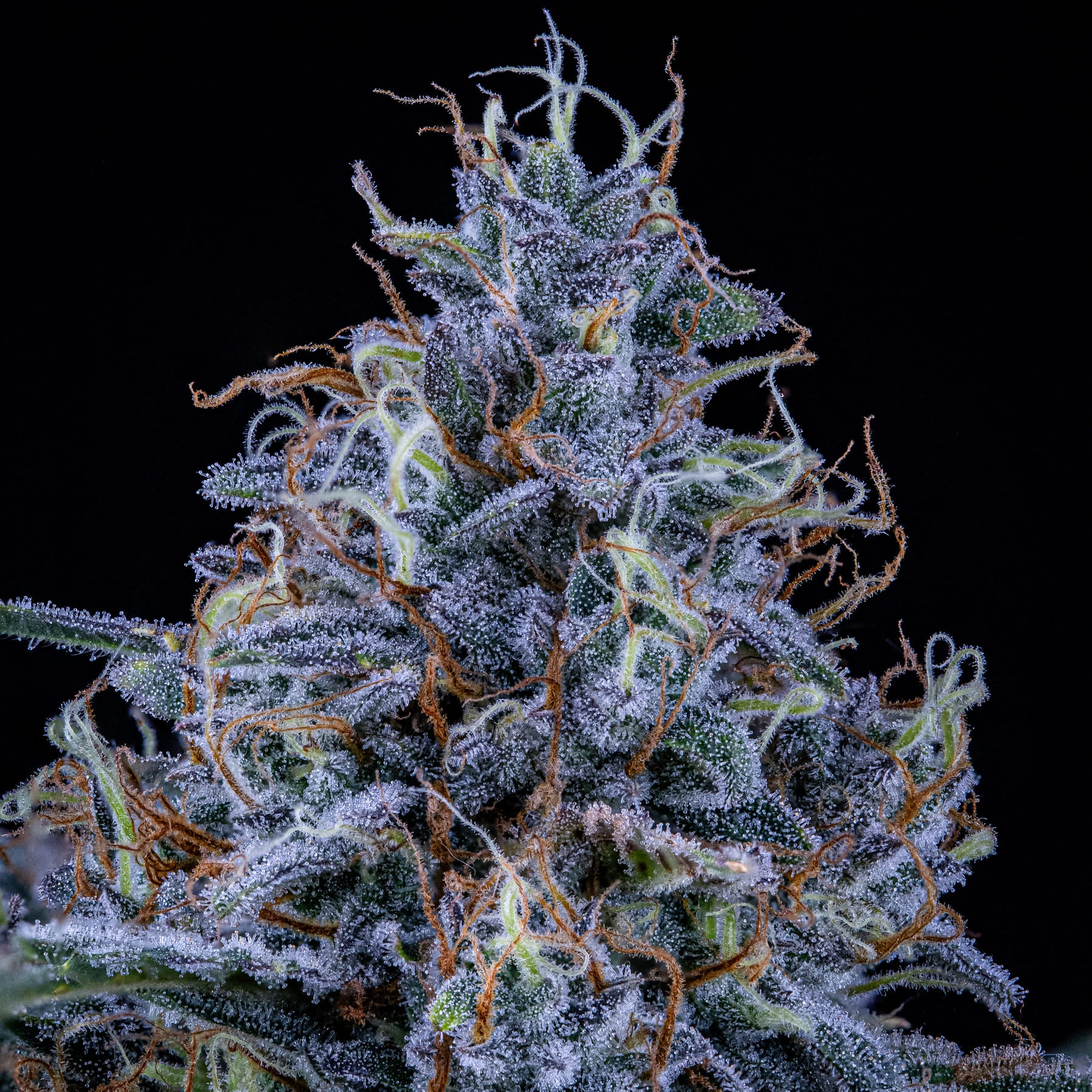 sundae thumper 3+2er – mephisto genetics (autoflower samen)