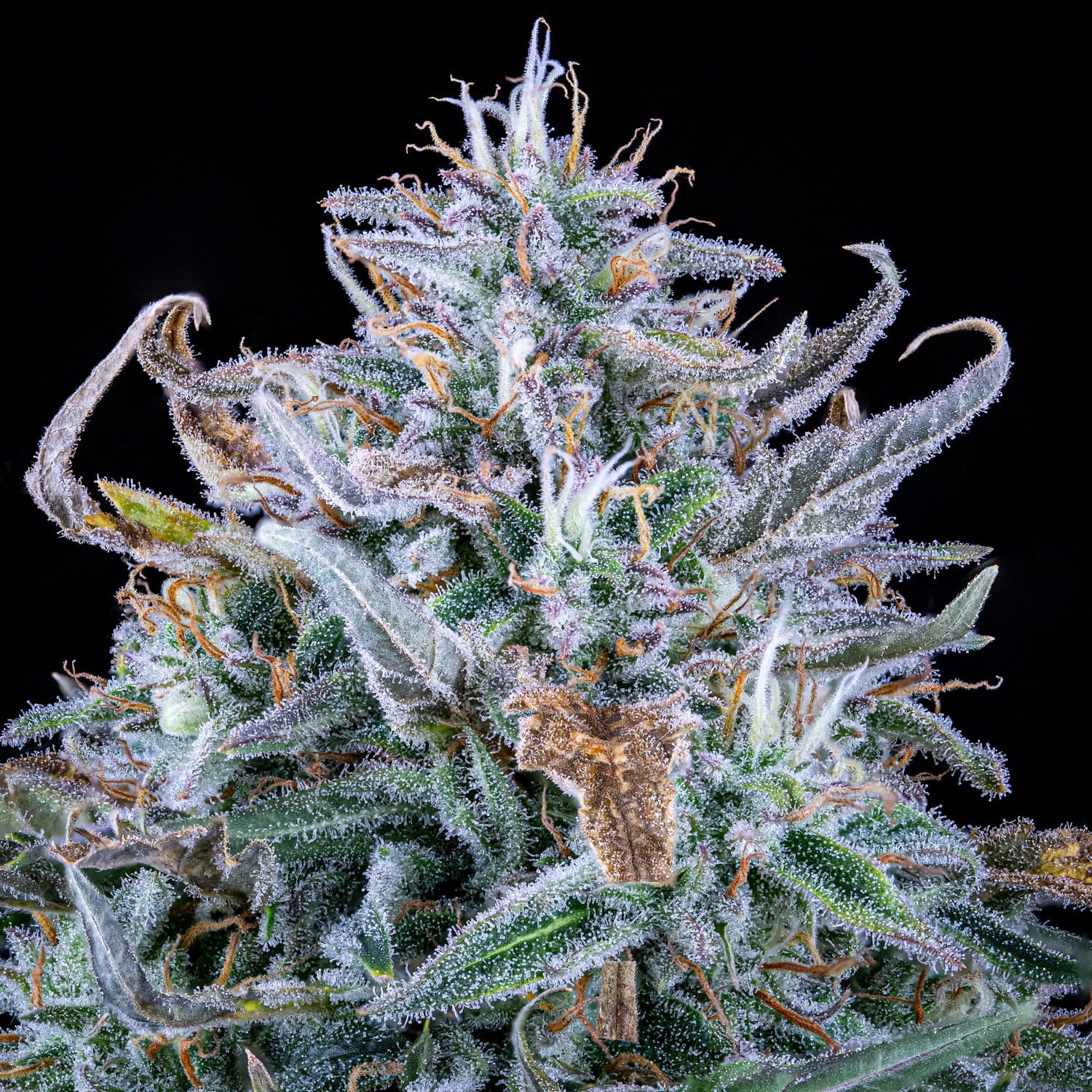 walter white bx1 3+2er – mephisto genetics (autoflower samen)