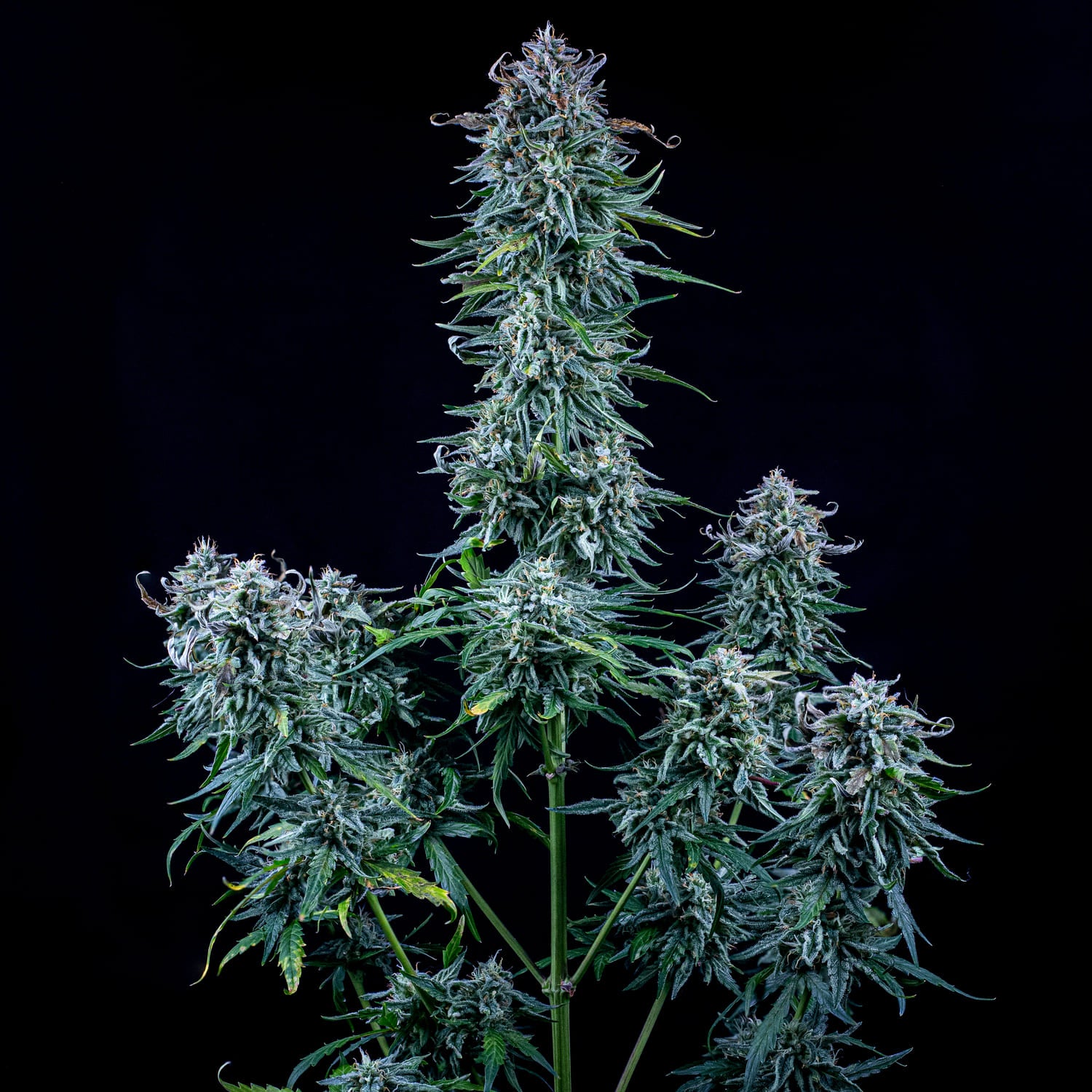 walter white bx1 3+2er – mephisto genetics (autoflower samen)