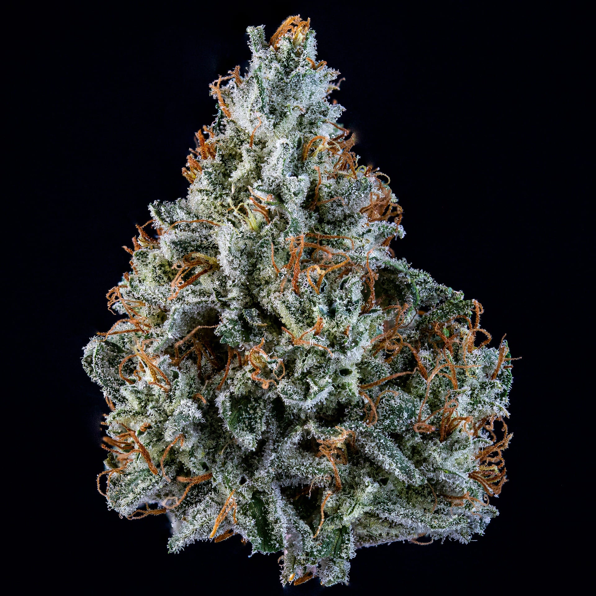 walter white 3+2er – mephisto genetics (autoflower samen)