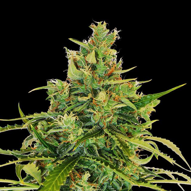Amnesi-K Lemon von Kannabia Seed Company