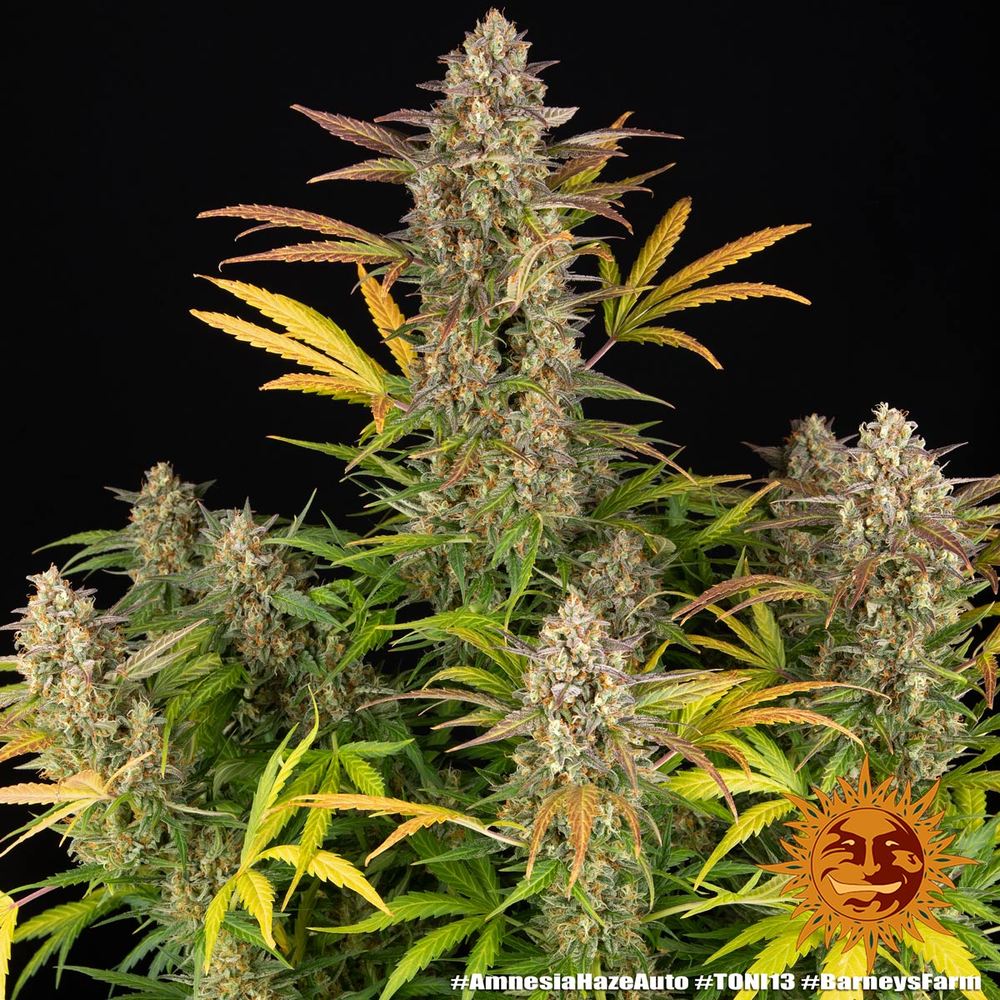 Amnesia Haze Auto Barney's Farm