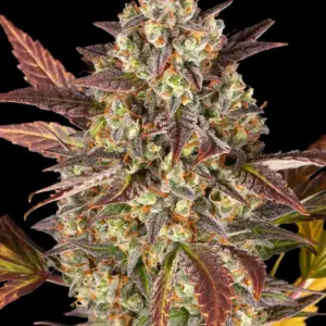 Amnesia Haze Auto Barney's Farm