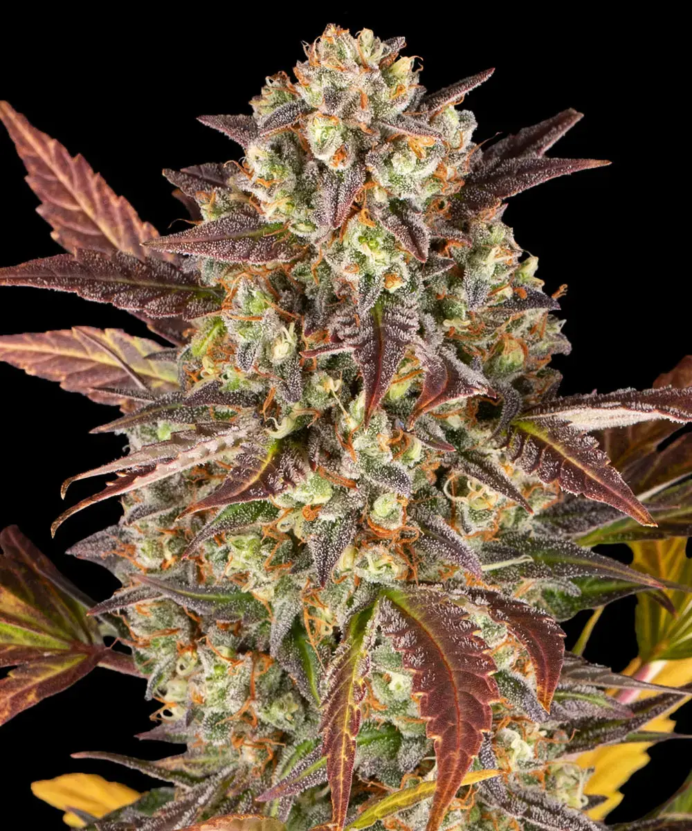 Amnesia Haze Auto Barney's Farm
