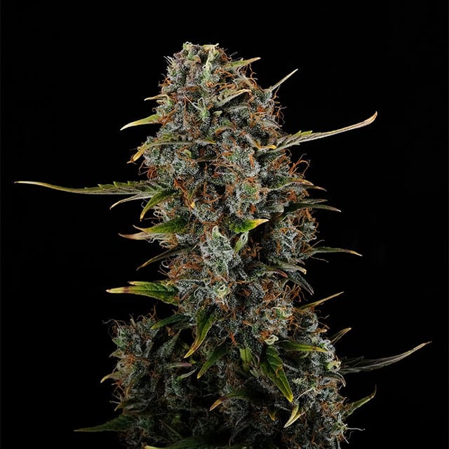 Amnesi-K Haze von Kannabia Seed Company