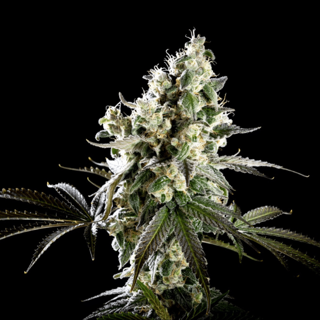 Amnesia Haze Go Fast von Kannabia Seed Company