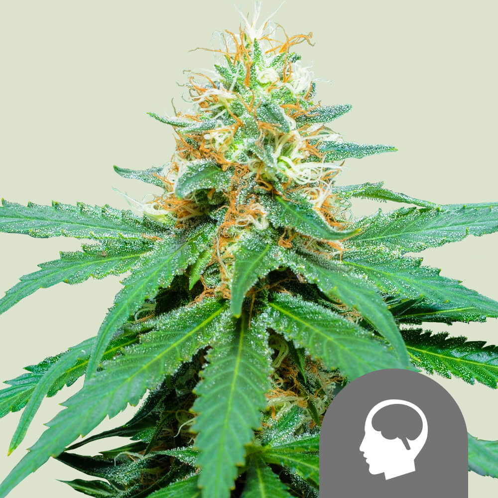 Amnesia Haze regulär von Royal Queen Seeds