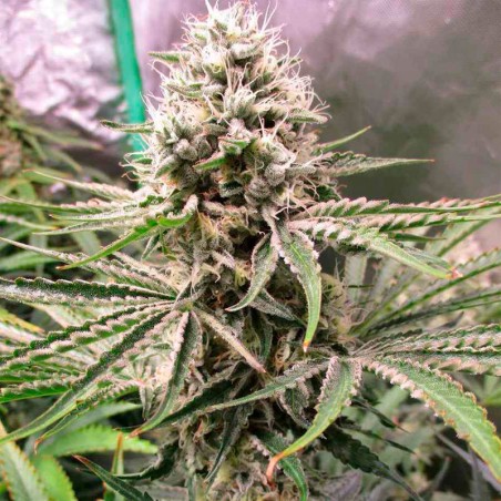 Amnesia Lemon 10er Silent Seeds