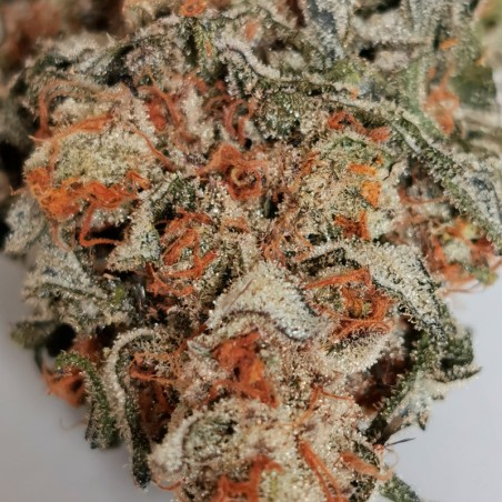 Amnesia Lemon 10er Silent Seeds