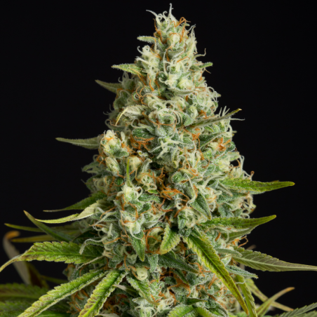 Amnesia Lemon 10er Silent Seeds