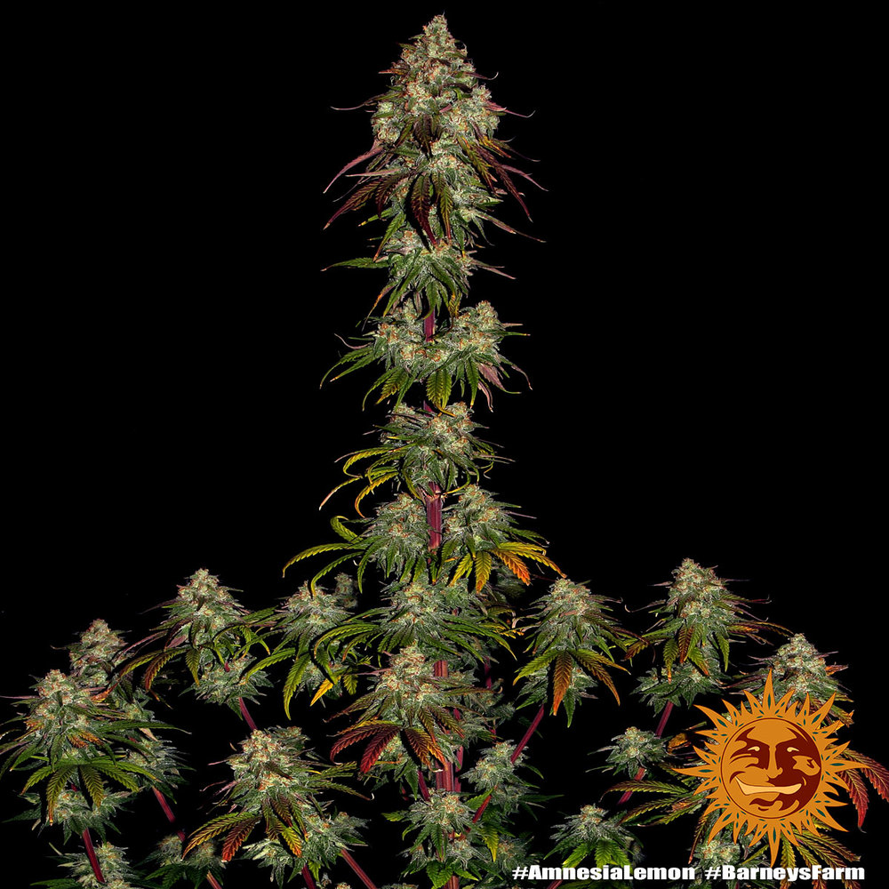 Amnesia Lemon Barney's Farm