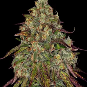 Amnesia Lemon Barney's Farm