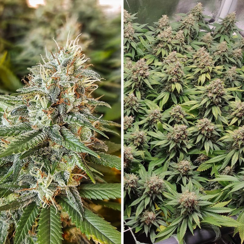 Amsterdam Amnesia von Dutch Passion