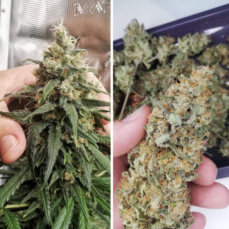 Amsterdam Amnesia von Dutch Passion