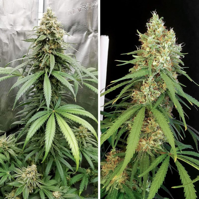 Amsterdam Amnesia von Dutch Passion