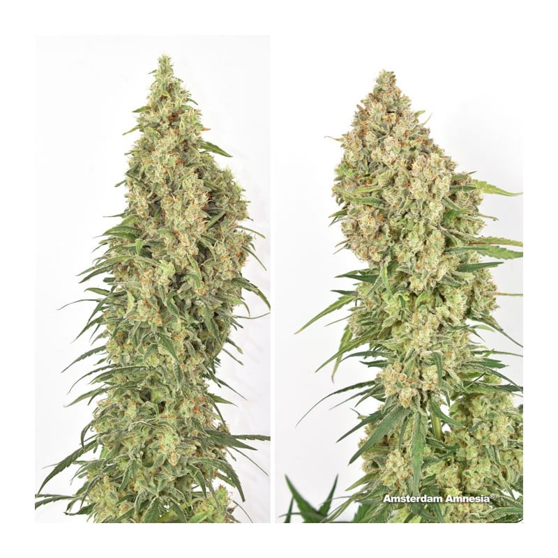 Amsterdam Amnesia von Dutch Passion