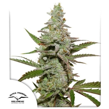 Amsterdam Amnesia von Dutch Passion