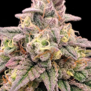 Animal Zookies von Advanced Seeds