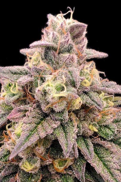 Animal Zookies Advanced Seeds