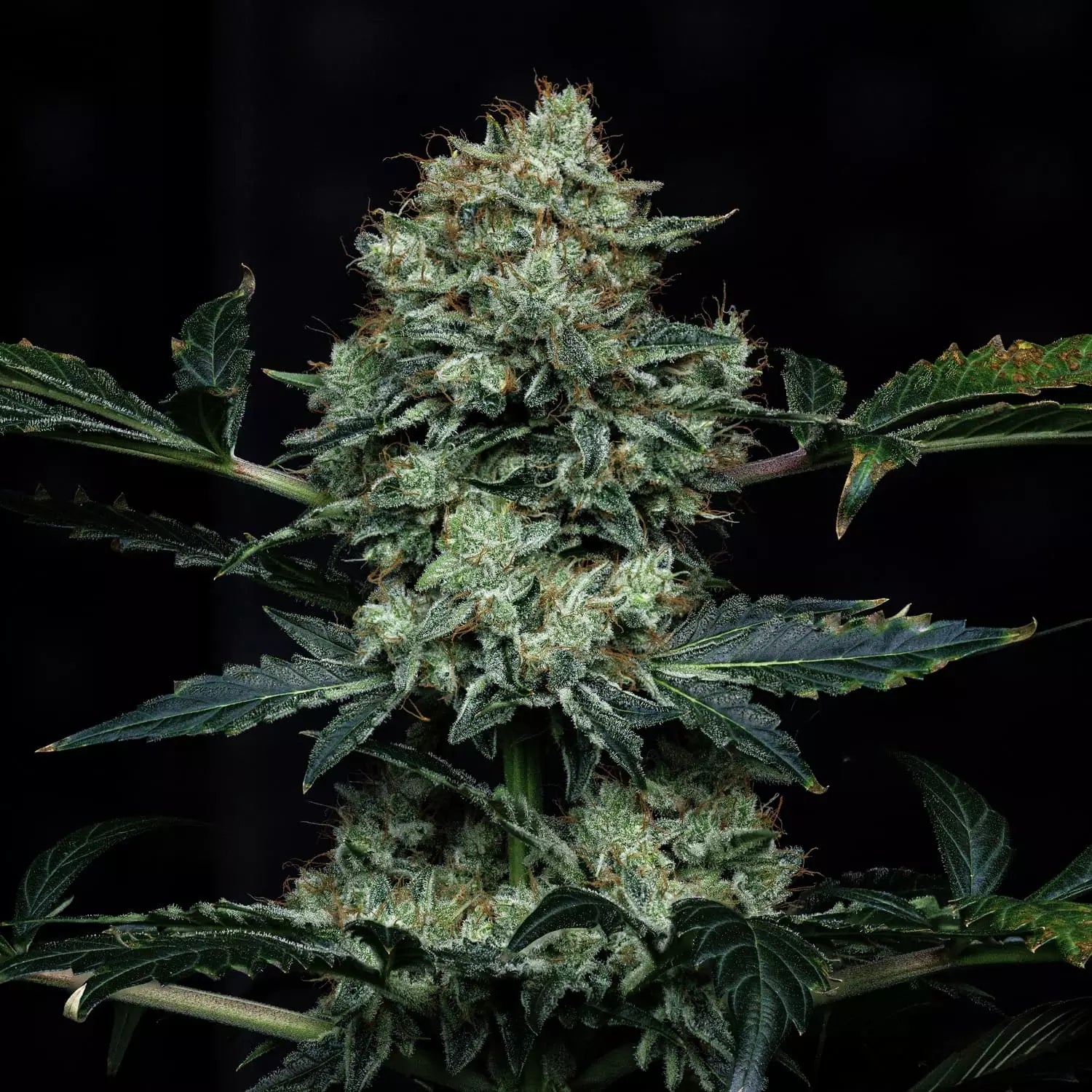 apollo haze 3+2er – mephisto genetics (autoflower samen)