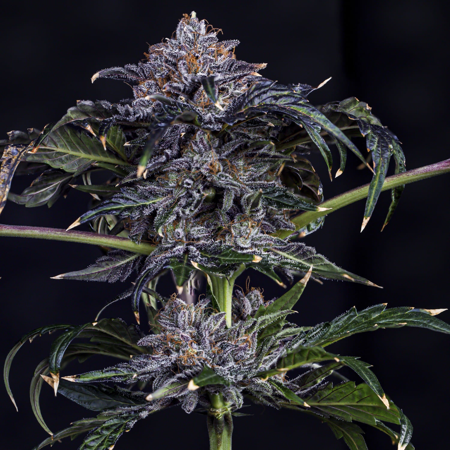 appletizing 3+2er – mephisto genetics (autoflower samen)