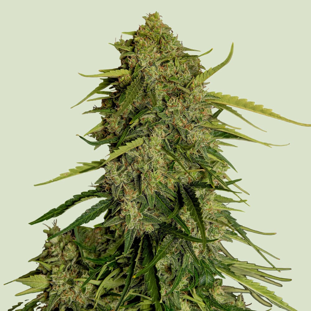 Atlas F1 von Royal Queen Seeds