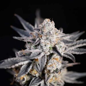 Expert Gorilla Auto von Expert Seeds