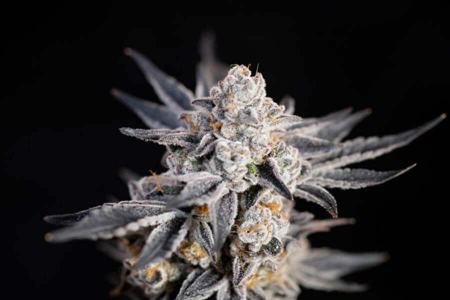 Expert Gorilla Auto von Expert Seeds