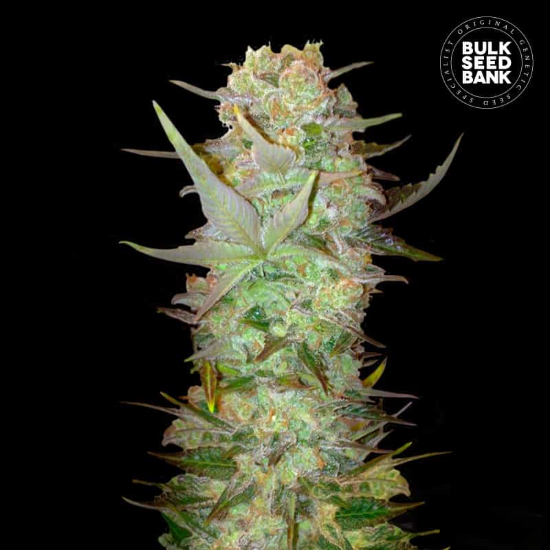 Auto Dubai Poison von Bulk Seed Bank