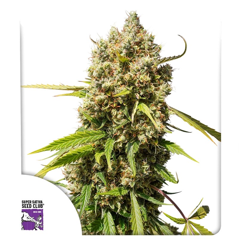 Auto Elephant von Super Sativa Seed Club