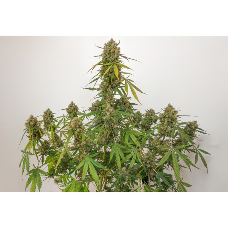 Auto Elephant von Super Sativa Seed Club