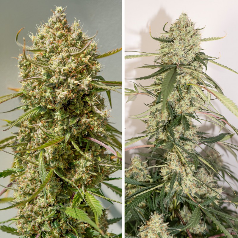 Auto Elephant von Super Sativa Seed Club