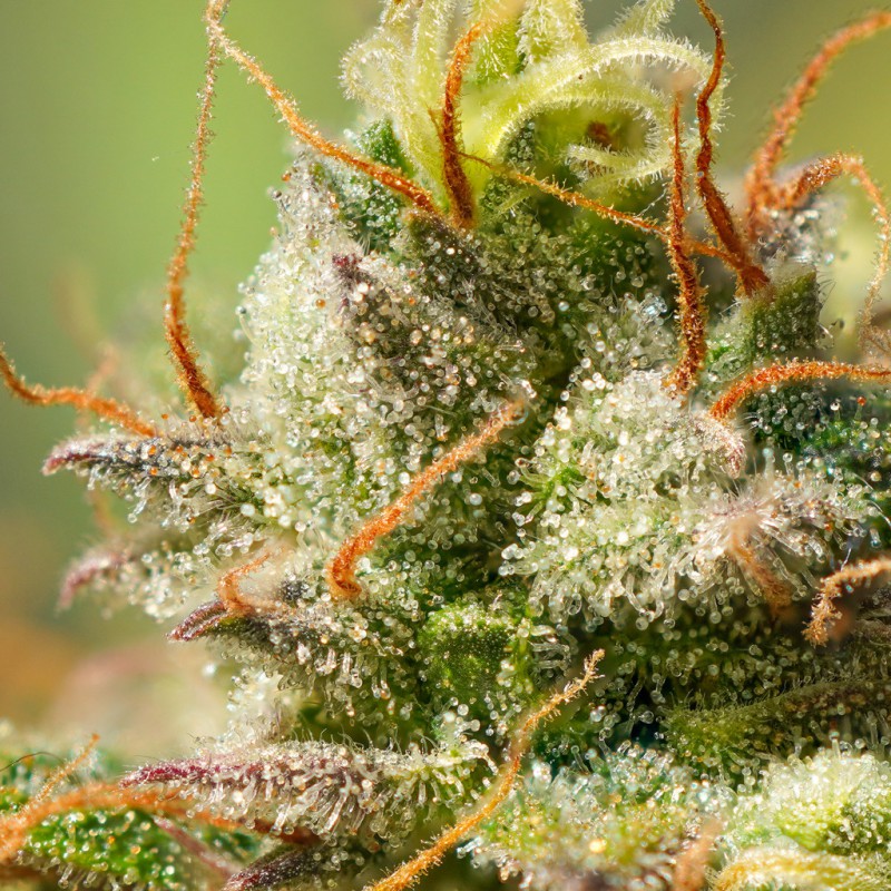 Auto Elephant von Super Sativa Seed Club