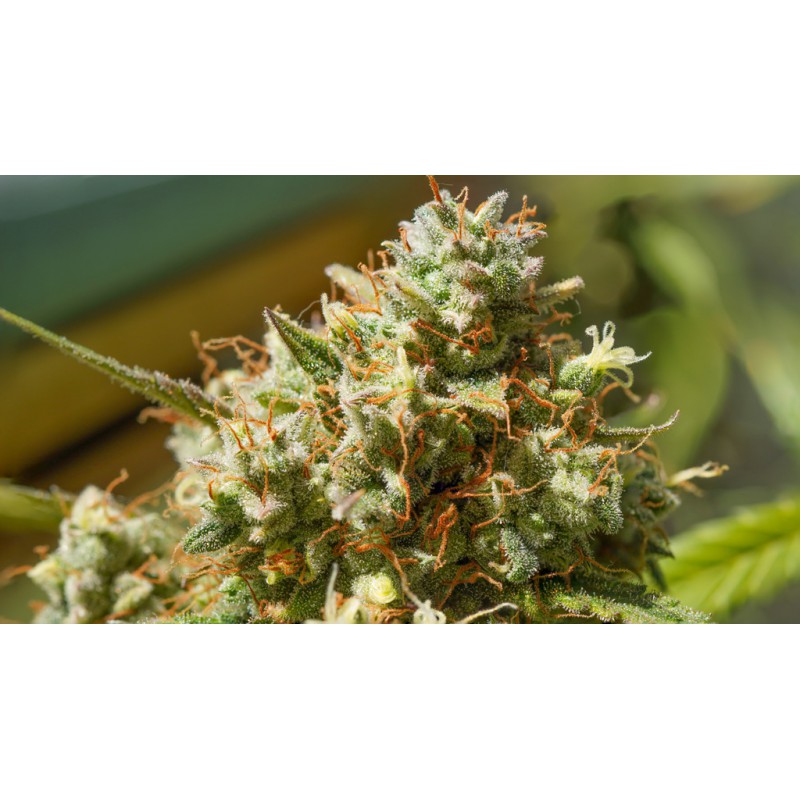 Auto Elephant von Super Sativa Seed Club