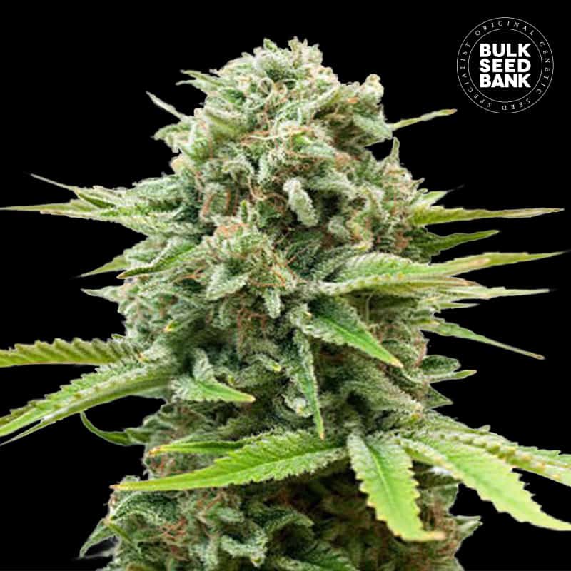 Auto Guerilla Glue von Bulk Seed Bank