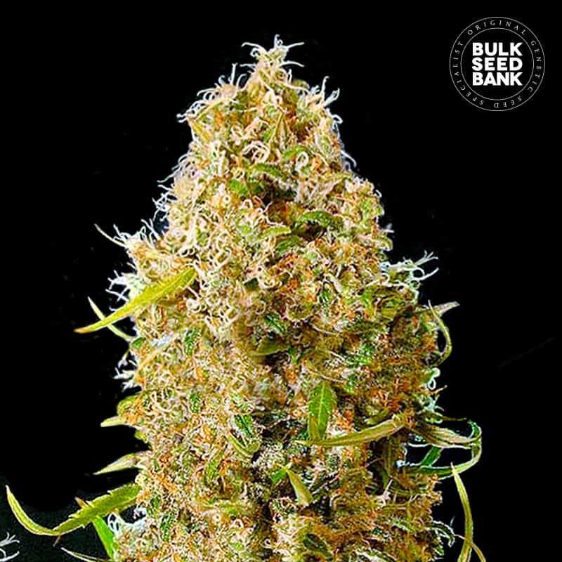Auto Kalis Mistery von Bulk Seed Bank