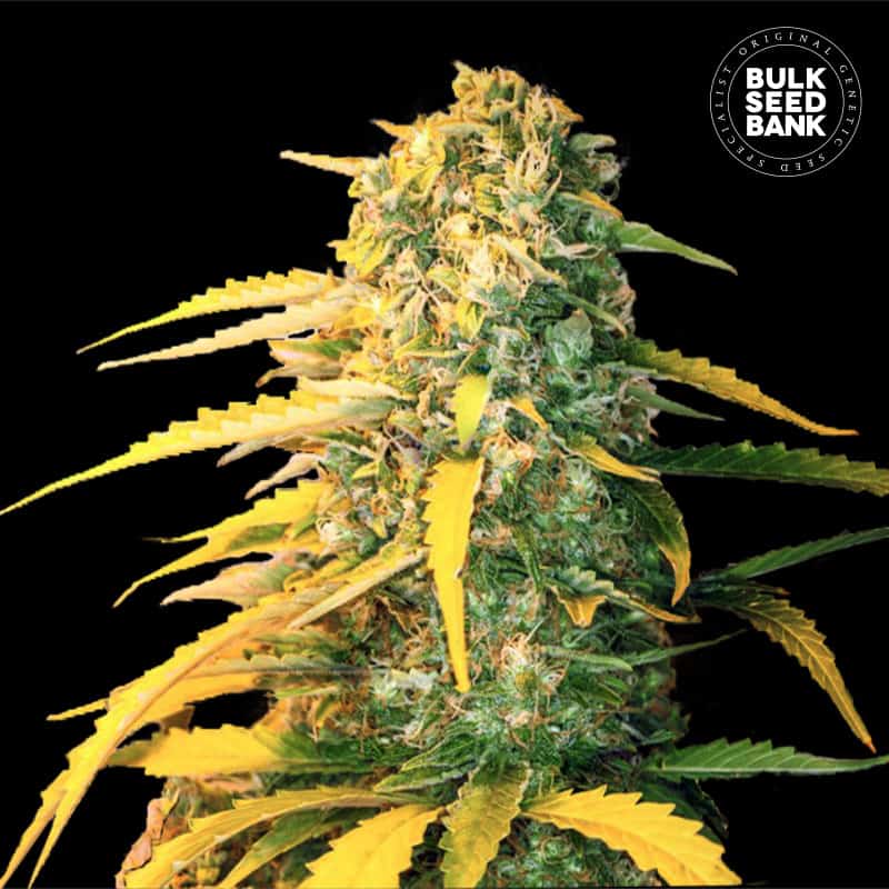 Auto White Widow