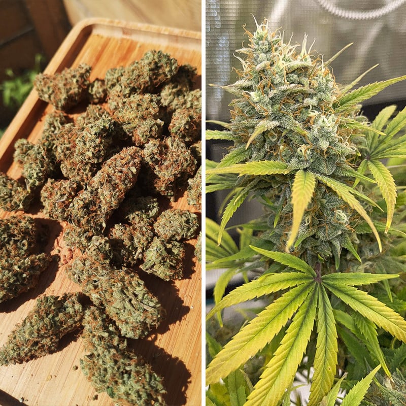 Auto Banana Blaze von Dutch Passion
