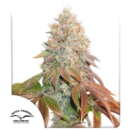 Auto Banana Blaze von Dutch Passion