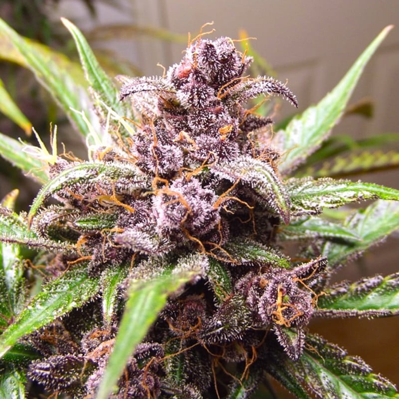 Auto Blackberry Kush von Dutch Passion