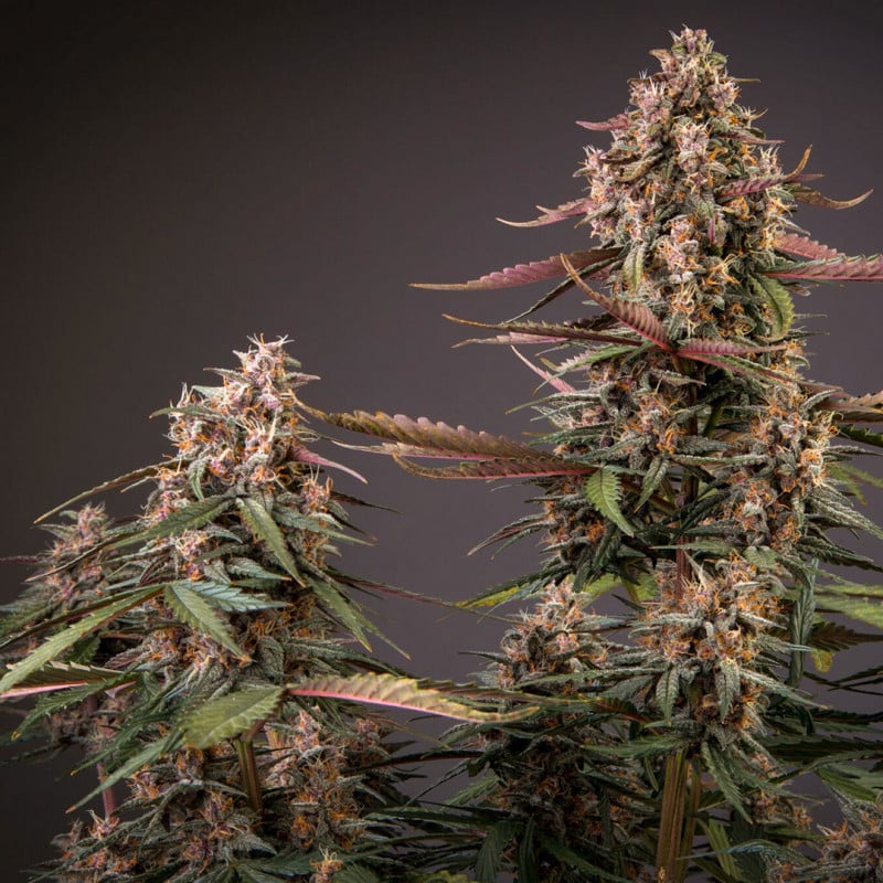 Auto Blackberry Kush von Dutch Passion