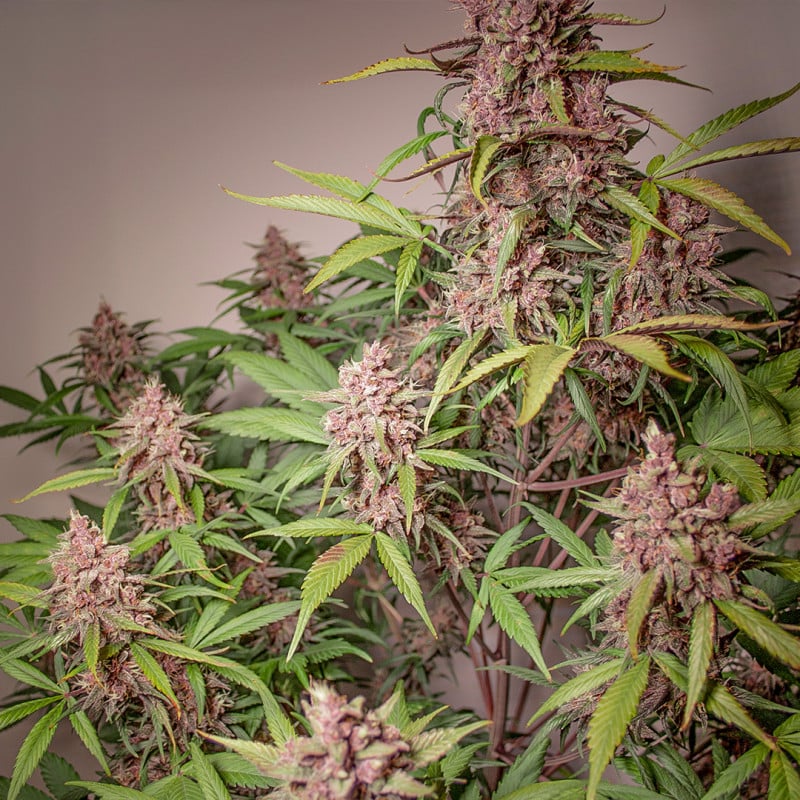 Auto Blackberry Kush von Dutch Passion