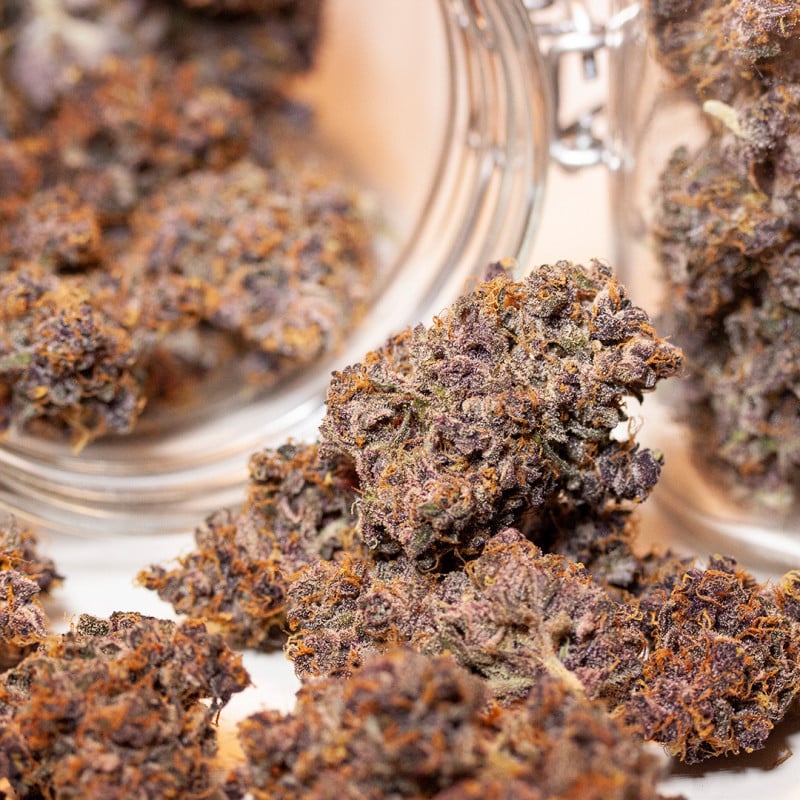 Auto Blackberry Kush von Dutch Passion