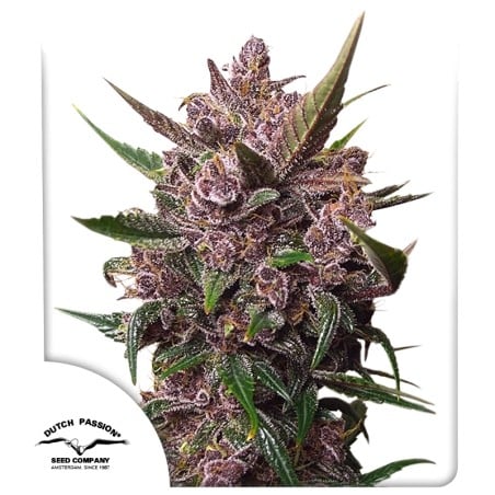 Auto Blackberry Kush von Dutch Passion