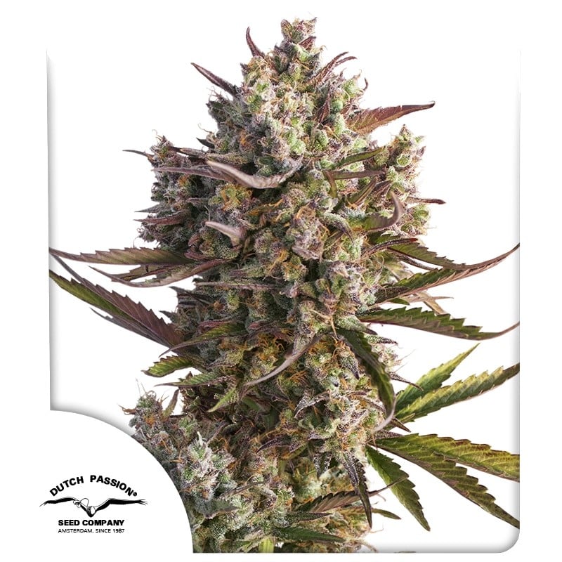 Auto Blueberry von Dutch Passion