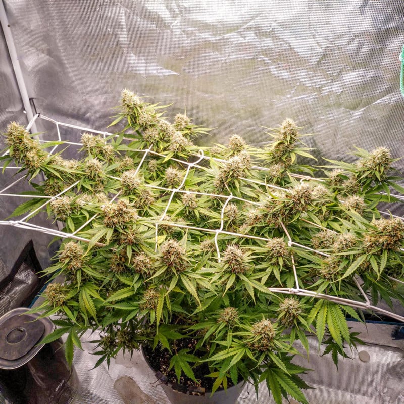 Auto Blueberry von Dutch Passion