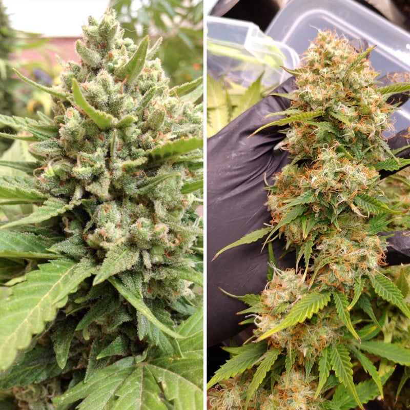Auto Blueberry von Dutch Passion