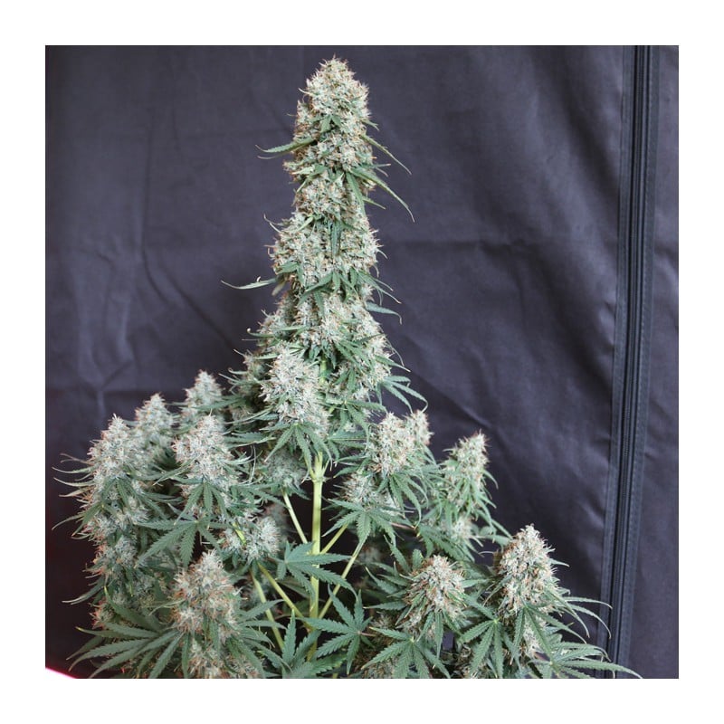 Auto Blueberry von Dutch Passion