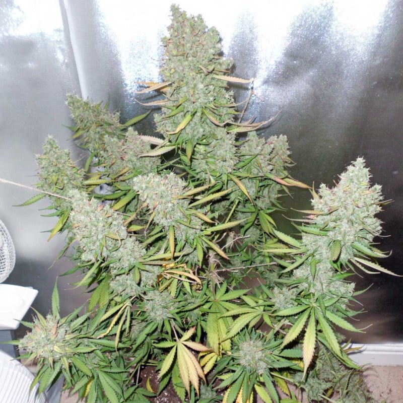 Auto Blueberry von Dutch Passion