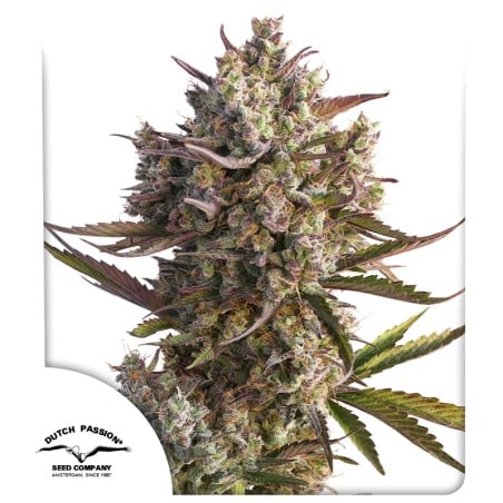 Auto Blueberry von Dutch Passion